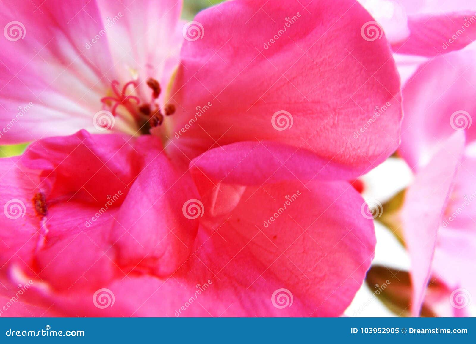 flor rosa en macro