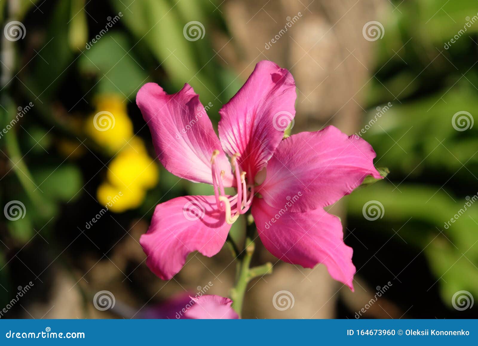 Flor Rosa Tropical Con Cinco Pétalos Y Estambres Largos Foto de archivo -  Imagen de hermoso, floral: 164673960