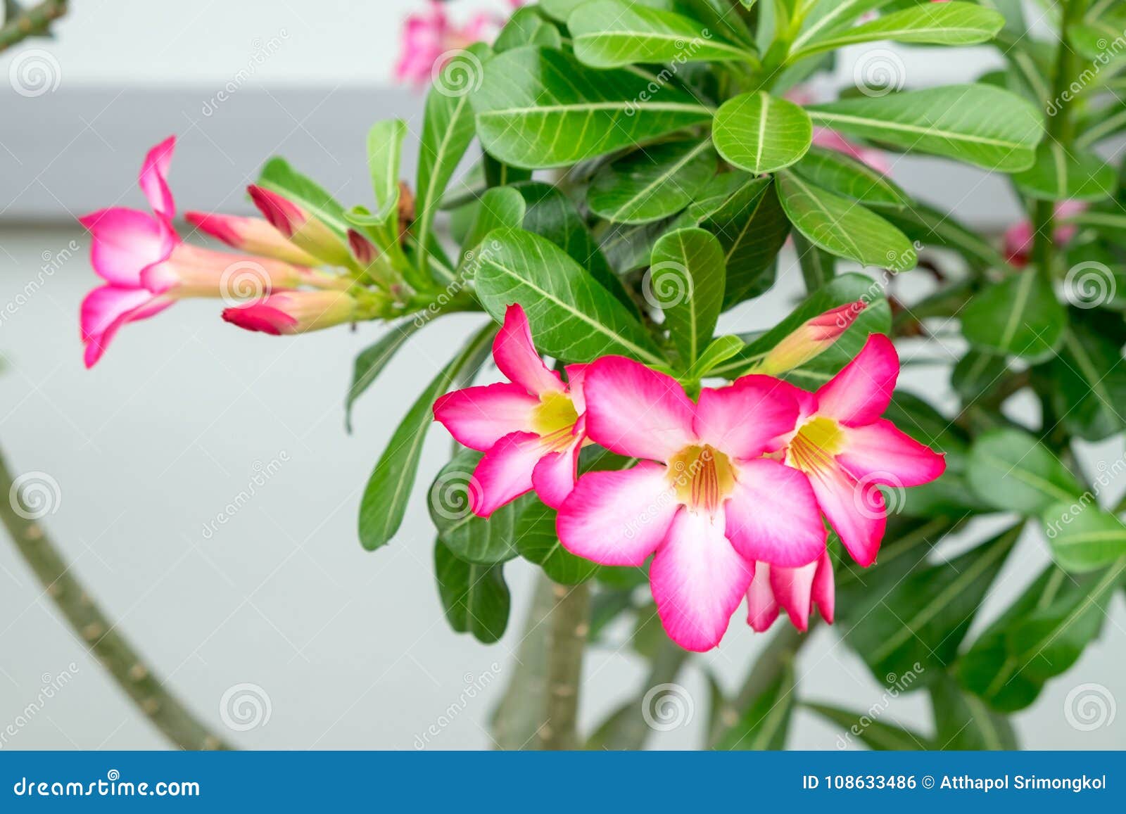 Flor Rosada De La Azalea, Un Ramo De Flores En El árbol Foto de archivo -  Imagen de resorte, flores: 108633486