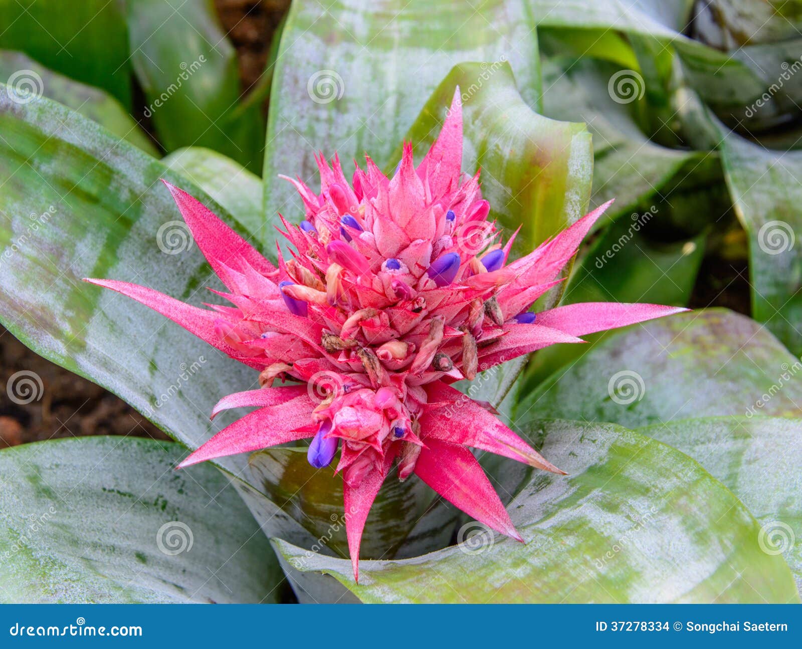 Flor rosada de la bromelia foto de archivo. Imagen de hermoso - 37278334