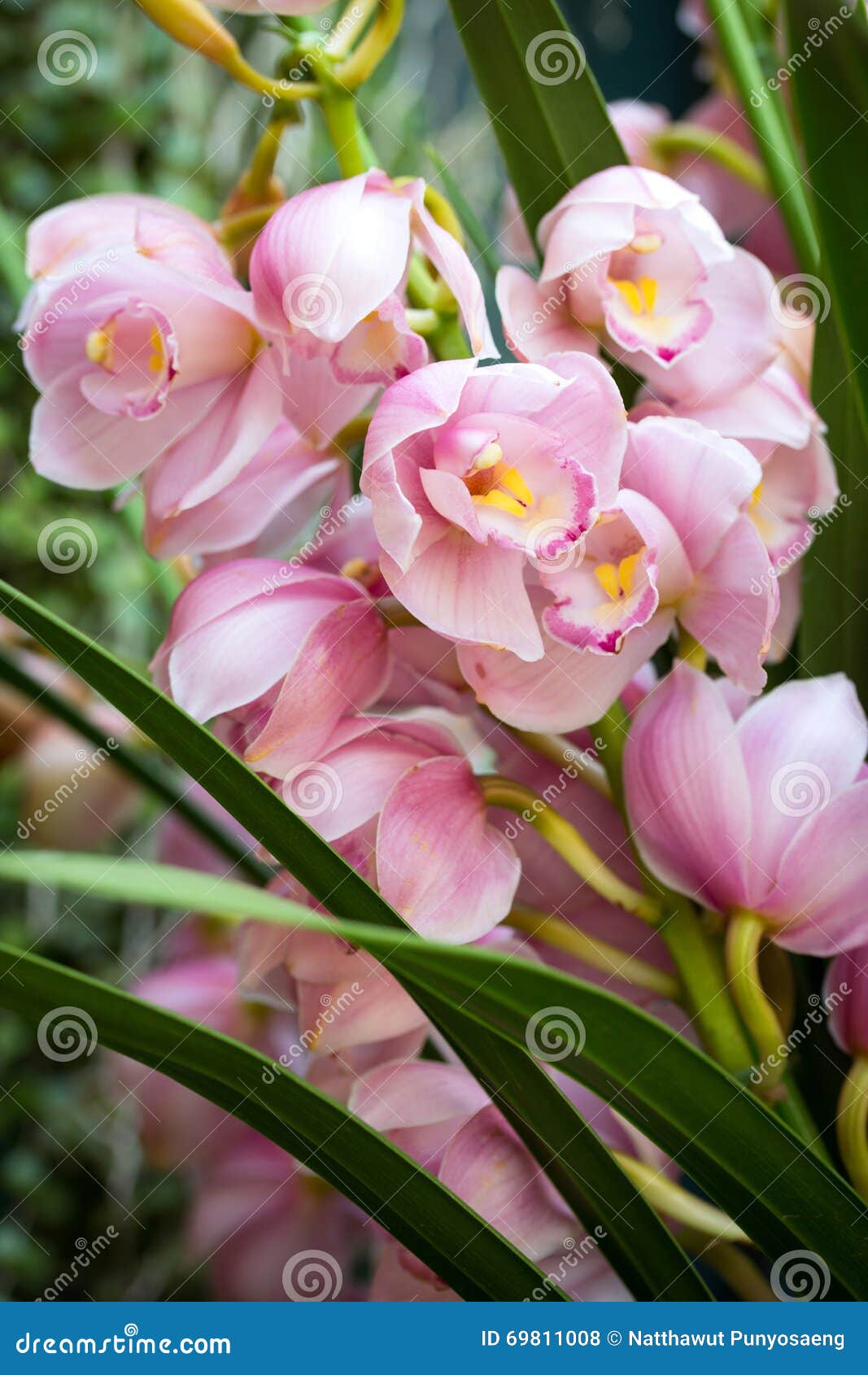 Flor Rosada De La Orquídea Del Cymbidium Foto de archivo - Imagen de  primer, frontera: 69811008