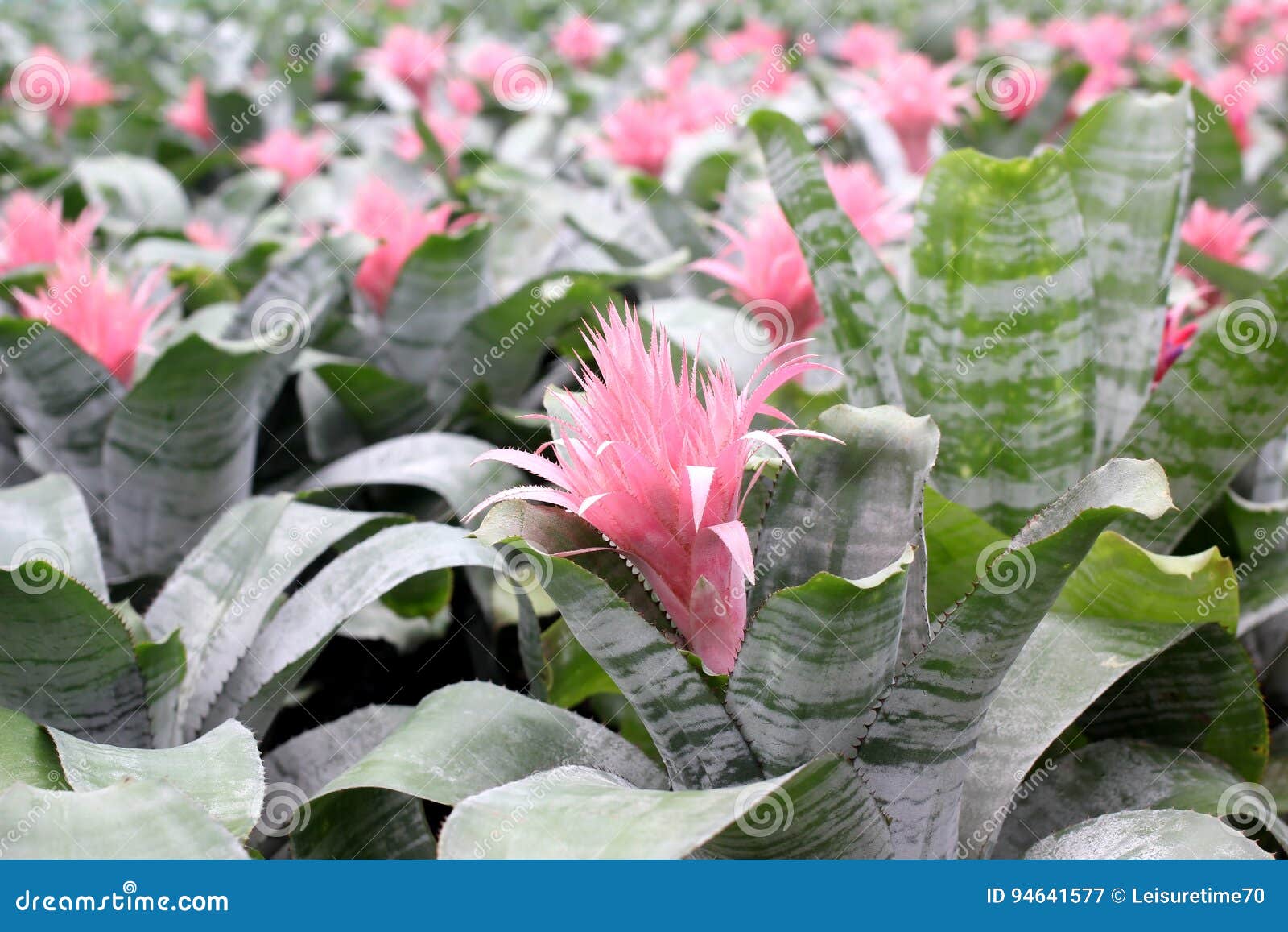 Flor Rosada De Magnifica Del Guzmania De La Bromelia Imagen de archivo -  Imagen de flor, hermoso: 94641577