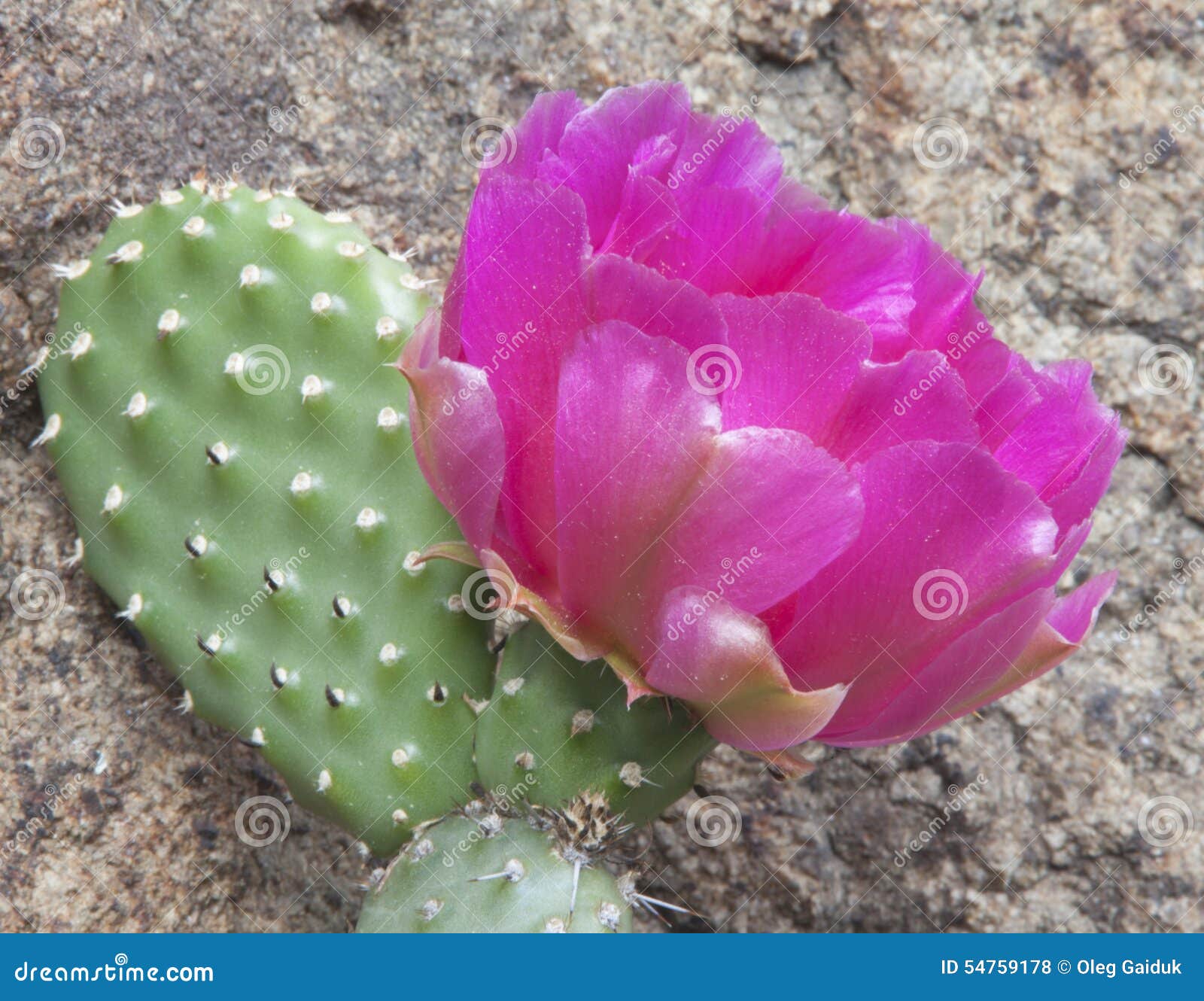 Flor rosada del cactus foto de archivo. Imagen de pulso - 54759178