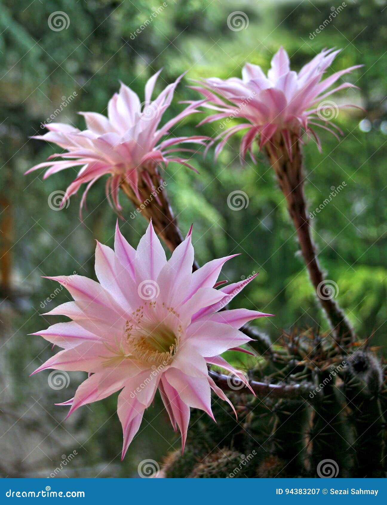 Flor rosada del cactus imagen de archivo. Imagen de macro - 94383207