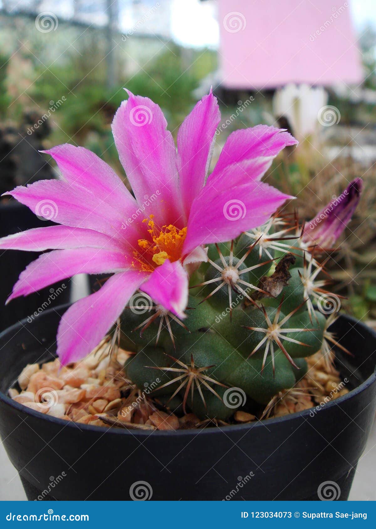 Flor Rosada Del Cactus En La Plena Floración Imagen de archivo - Imagen de sostenido, suculento: 123034073 Flor Rosada Del Cactus En La Plena Floración Imagen de archivo - Imagen de sostenido, suculento: 123034073