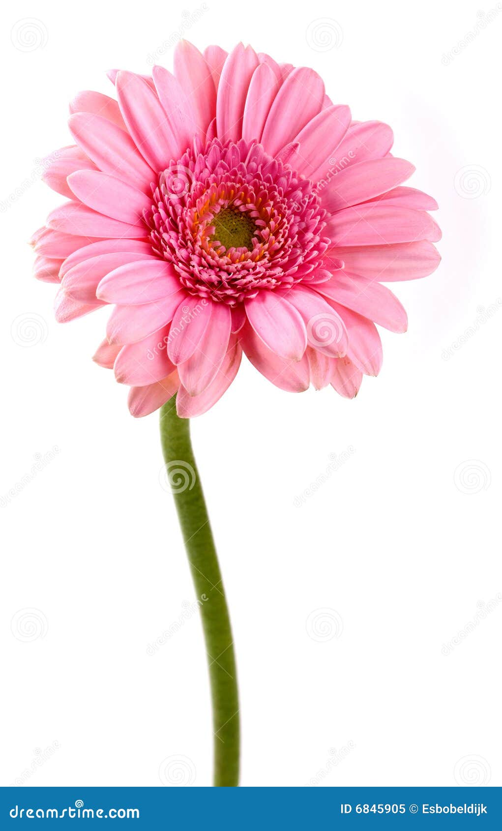 Flor Rosada Del Gerbera Aislada En El Fondo Blanco Imagen de archivo -  Imagen de brillante, macro: 6845905