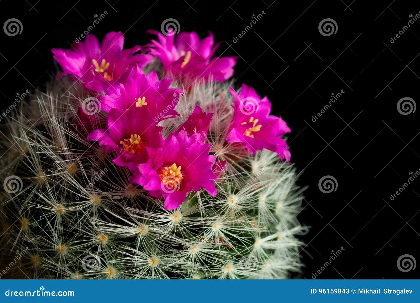 Flor Rosada Del Mammillaria Del Cactus Imagen de archivo - Imagen de  crezca, flor: 96159843