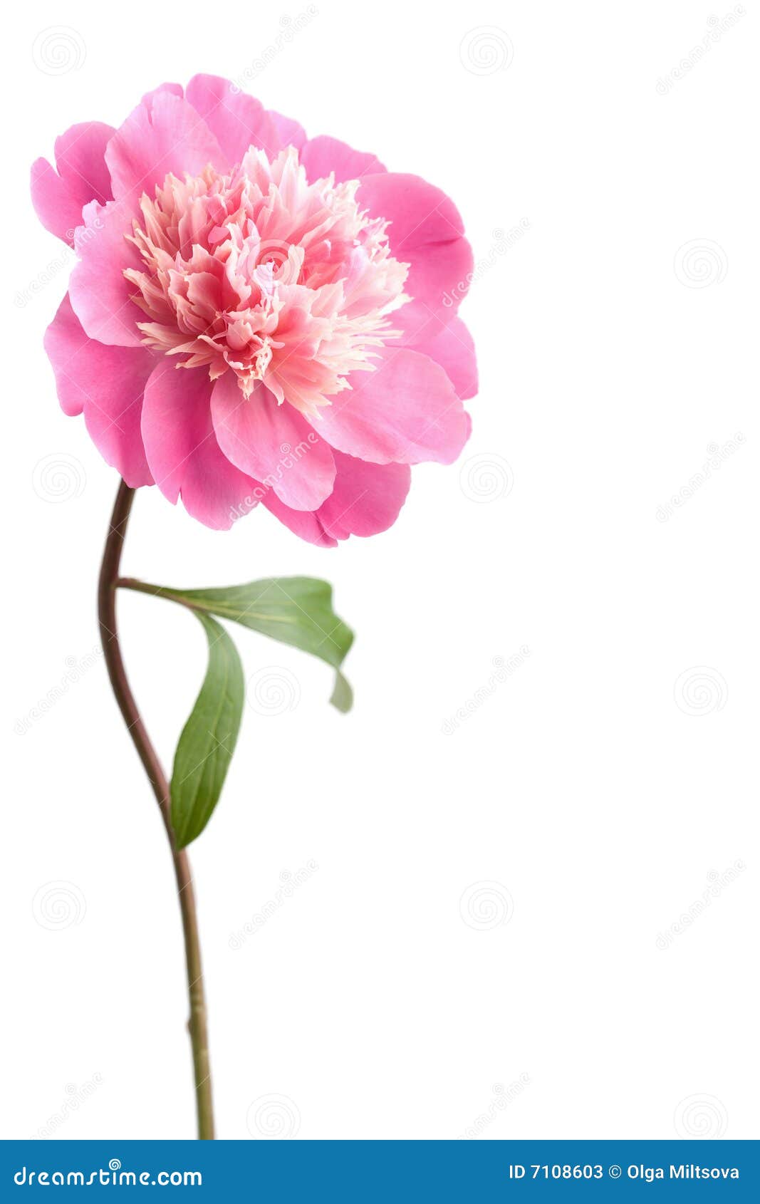 Flor Rosada Del Peony Aislada Imagen de archivo Imagen de rosa, flor