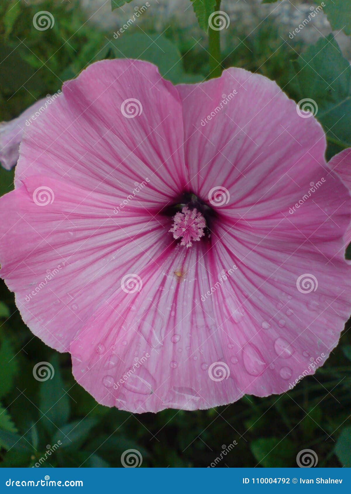 Flor rosada grande foto de archivo. Imagen de plantas - 110004792