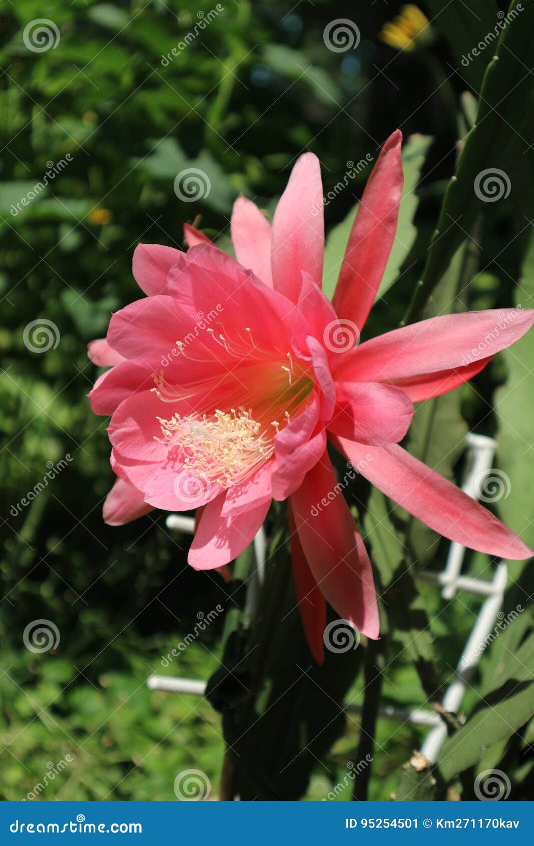 Flor Rosada Grande Del Cactus Del Phyllanthus De Epiphyllum En Un Día  Soleado Imagen de archivo - Imagen de pétalo, cacto: 95254501