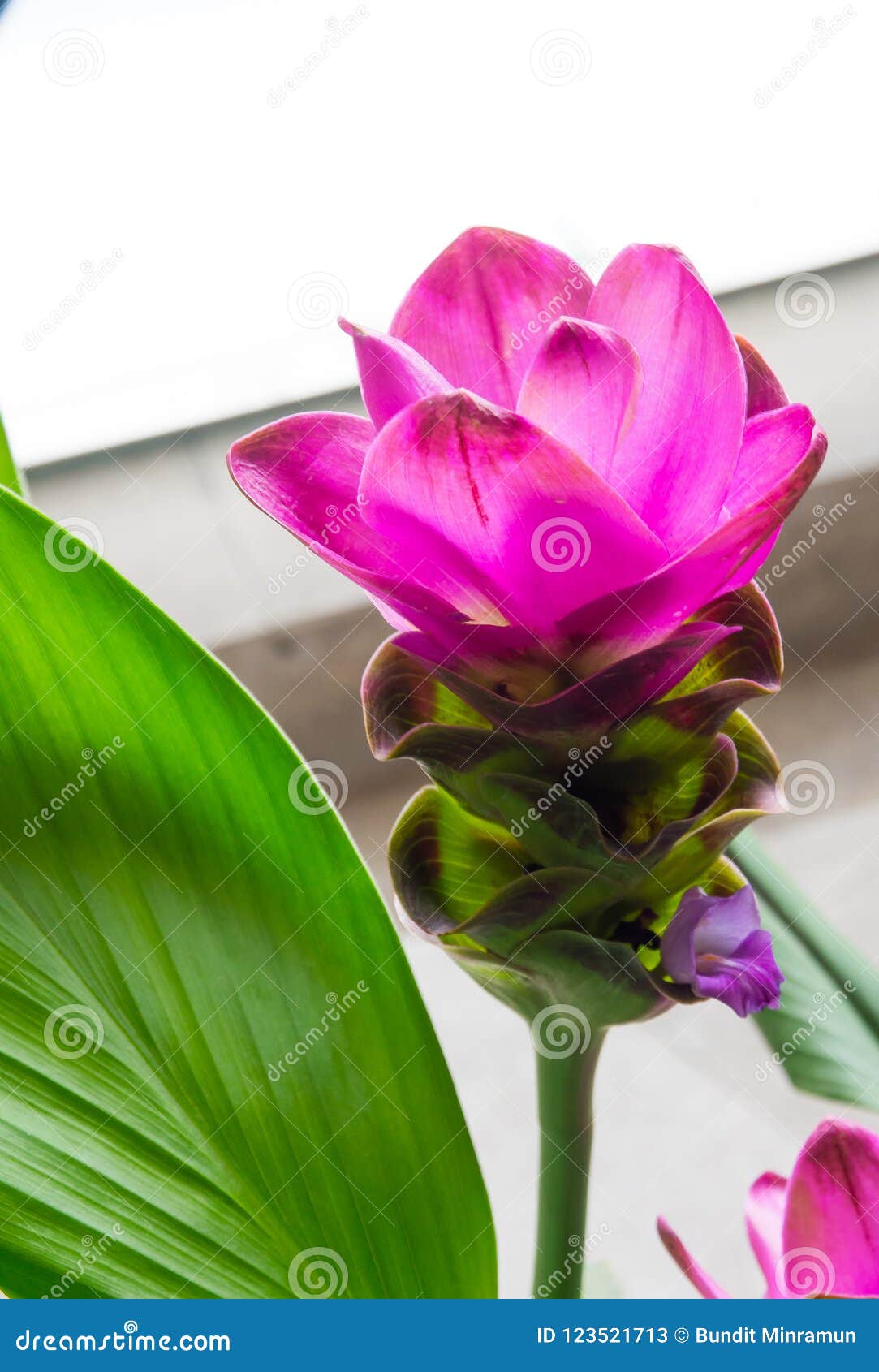 Flor Rosada Hermosa Del Alismatifolia De La Cúrcuma En Cierre Para Arriba  En Un Jardín Botánico Imagen de archivo - Imagen de hoja, travieso:  123521713