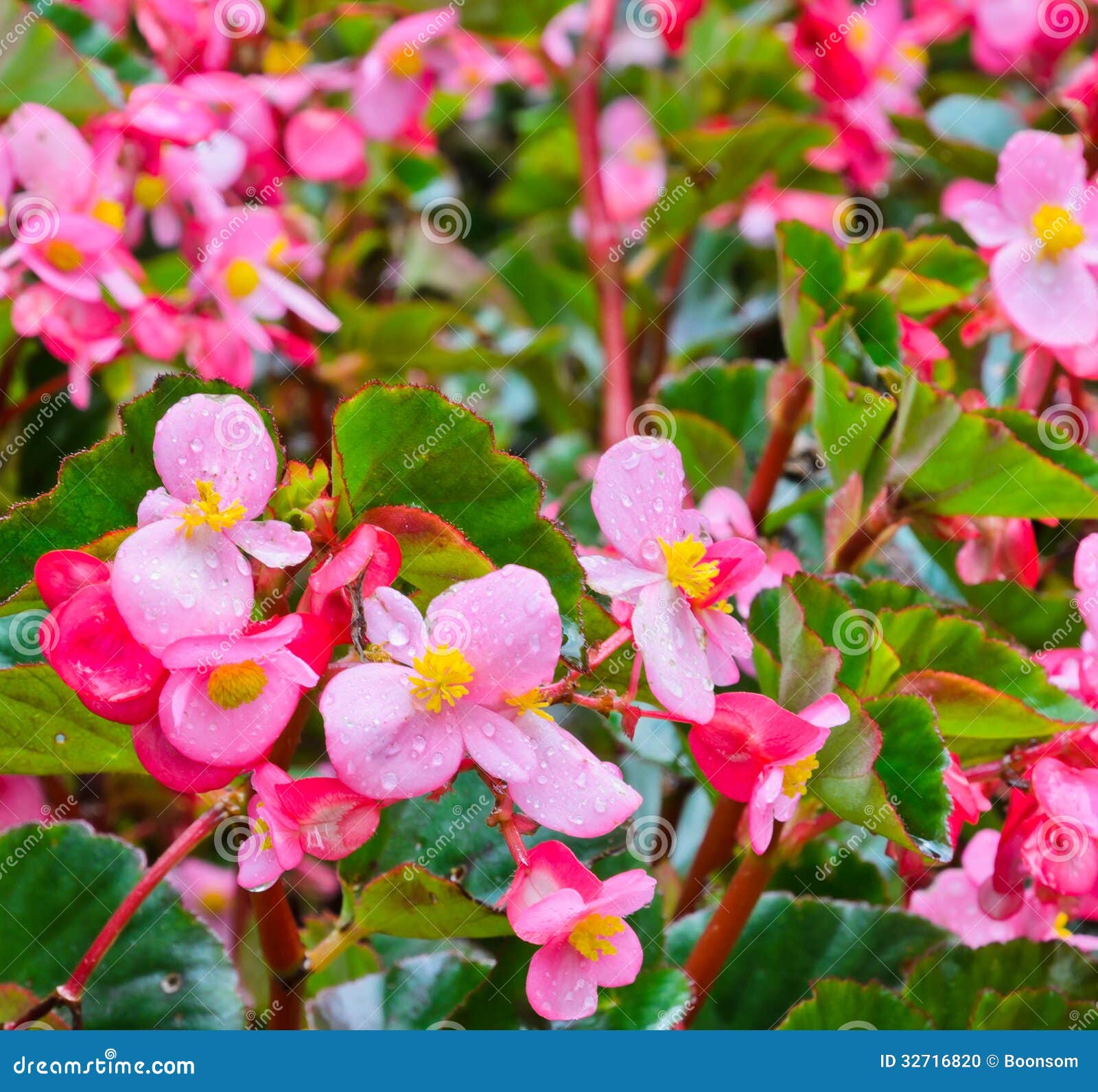 Flor rosado de la begonia foto de archivo. Imagen de tropical - 32716820