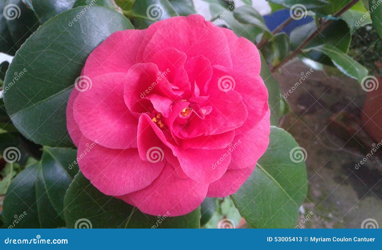 Flor rosado de la gardenia imagen de archivo. Imagen de crecimiento - 53005413 Flor rosado de la gardenia imagen de archivo. Imagen de crecimiento - 53005413