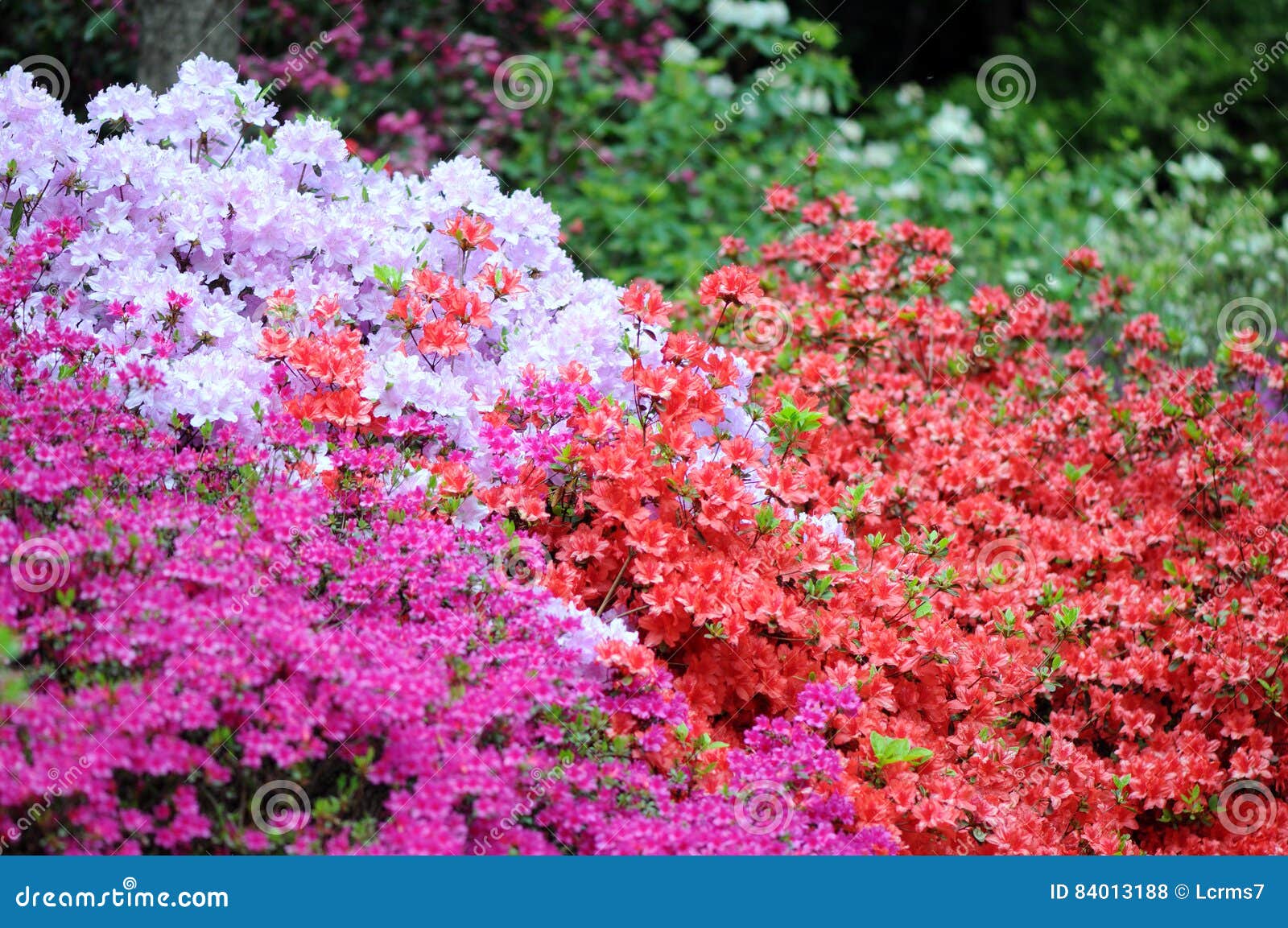 Flor Rosado Del Arbusto De La Azalea En Primavera Foto de archivo - Imagen  de jardines, cubo: 84013188