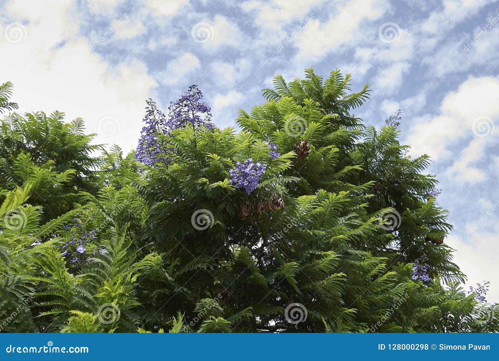 Flor Roxa Azul Da árvore Do Mimosifolia Do Jacaranda Foto de Stock - Imagem  de florescer, parque: 128000298