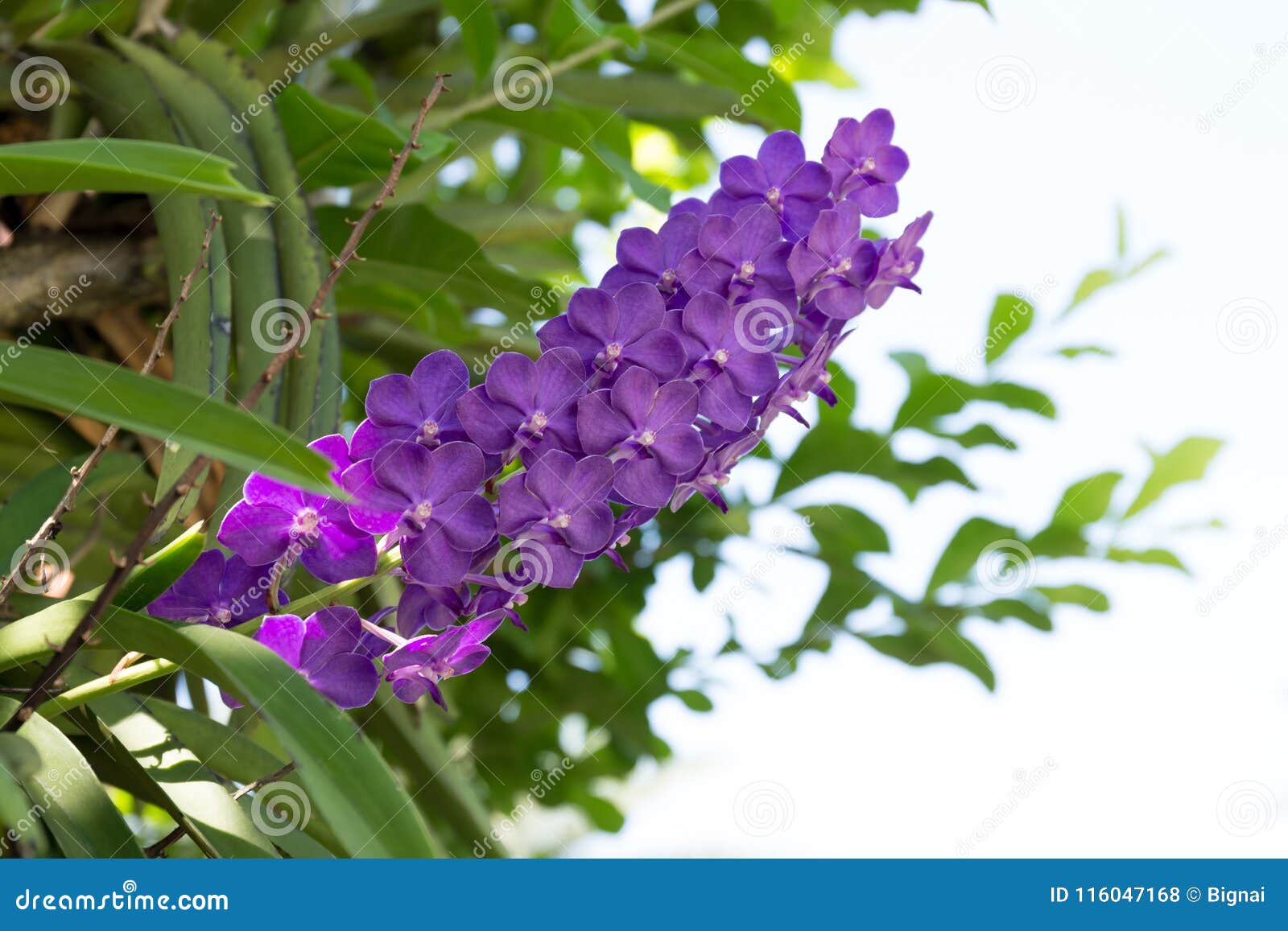 Flor Roxa Bonita Da Flor Da Orquídea Foto de Stock - Imagem de  horticultura, raro: 116047168