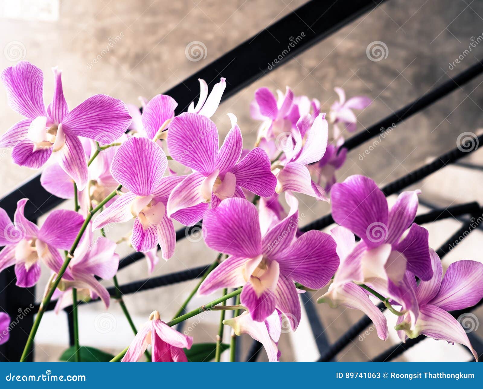 Flor roxa bonita da orquídea na tarde perto da escada