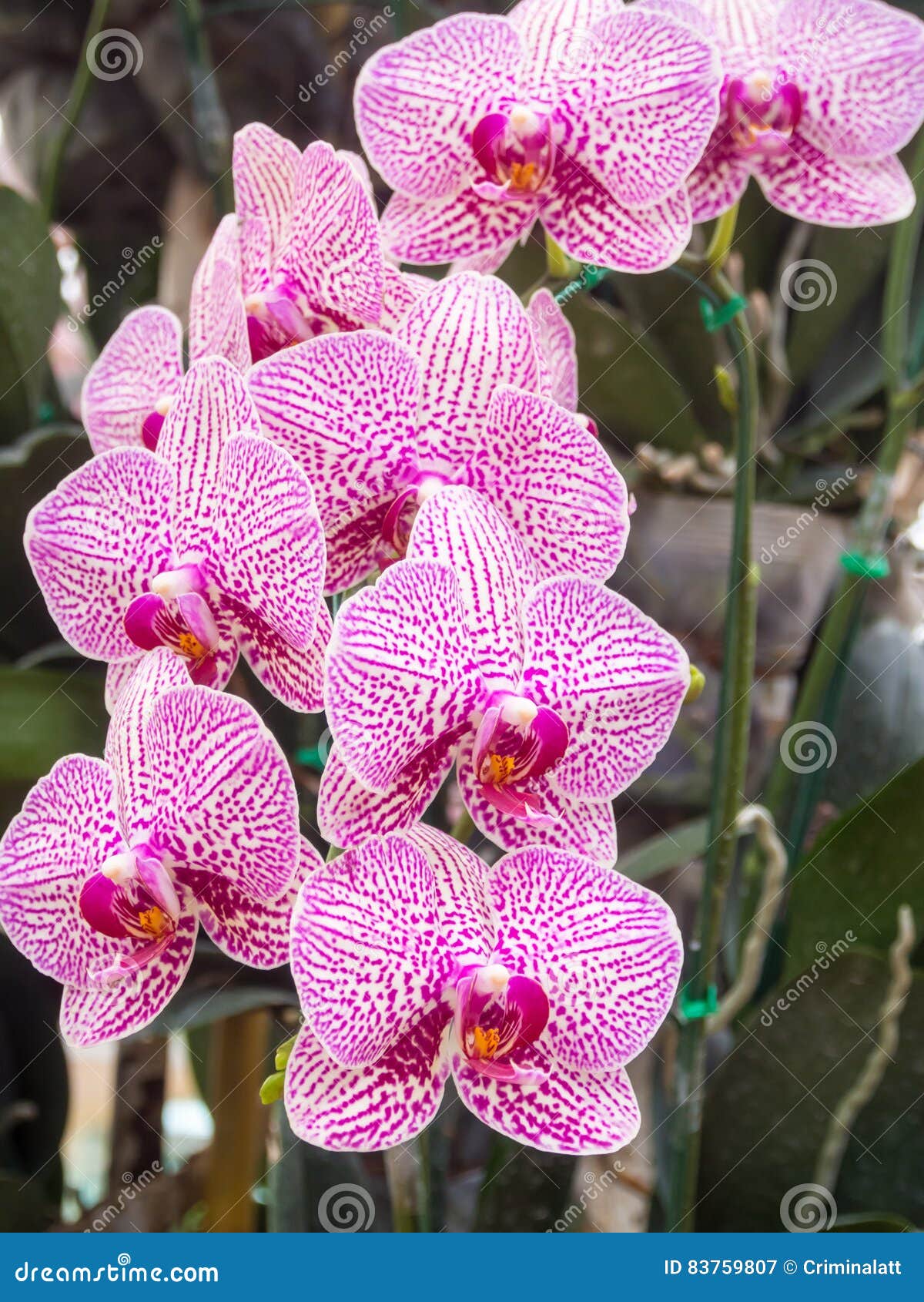 Flor Roxa Branca Da Orquídea Do Phalaenopsis No Jardim Imagem de Stock -  Imagem de jardim, fresco: 83759807