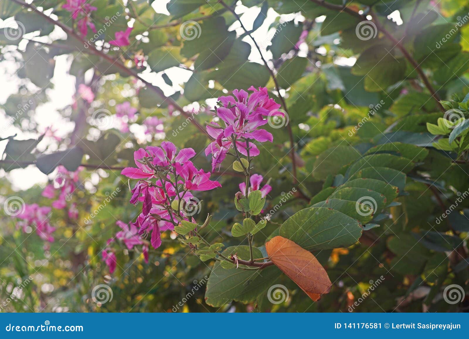 Flor Roxa Da árvore De Orquídea, Florescência Do Verão Imagem de Stock -  Imagem de forma, naughty: 141176581