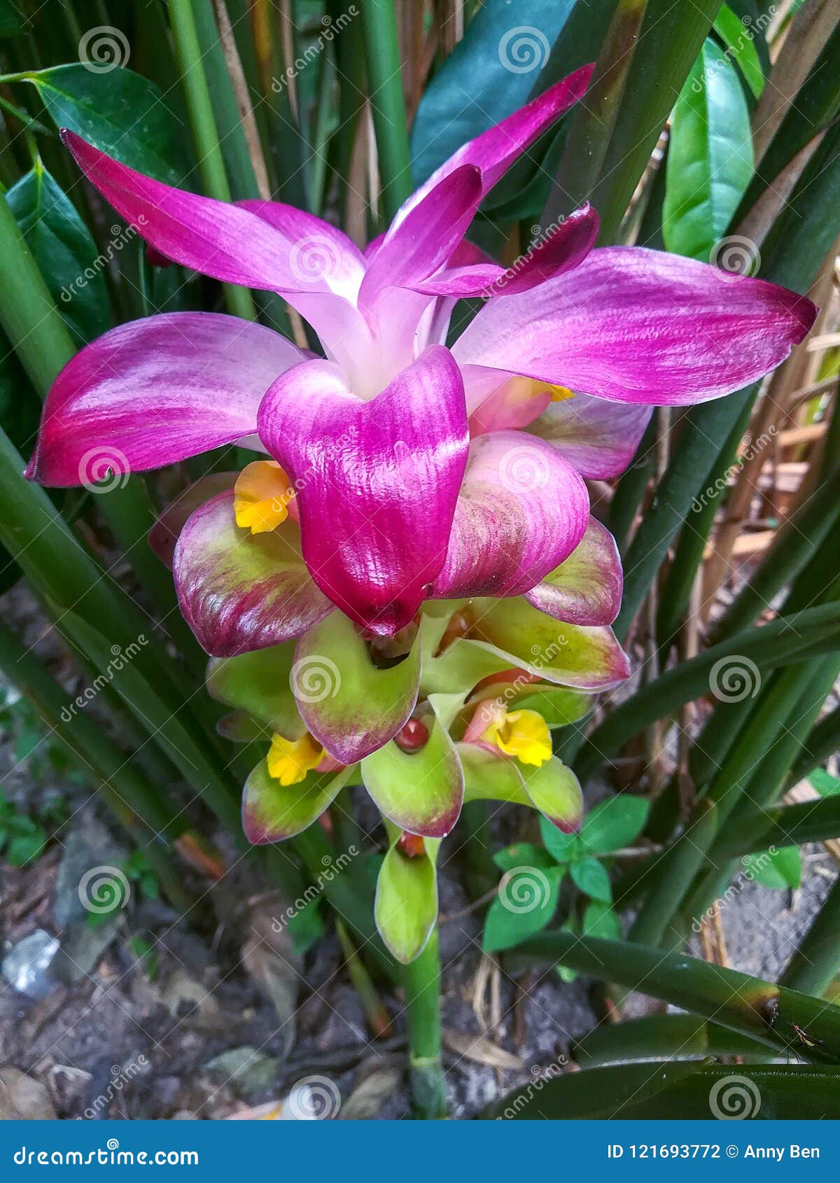 Flor Roxa Da Cúrcuma Na Planta Foto de Stock - Imagem de nave, fundo:  121693772