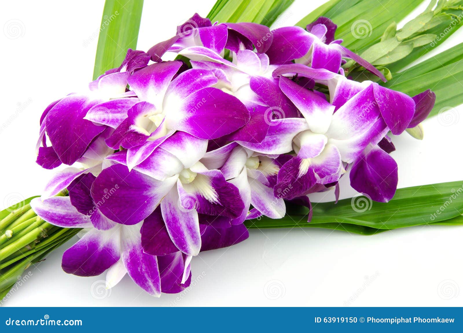 Flor Roxa Da Orquídea Com Folha Do Pandanus Foto de Stock - Imagem de  fundo, isolado: 63919150