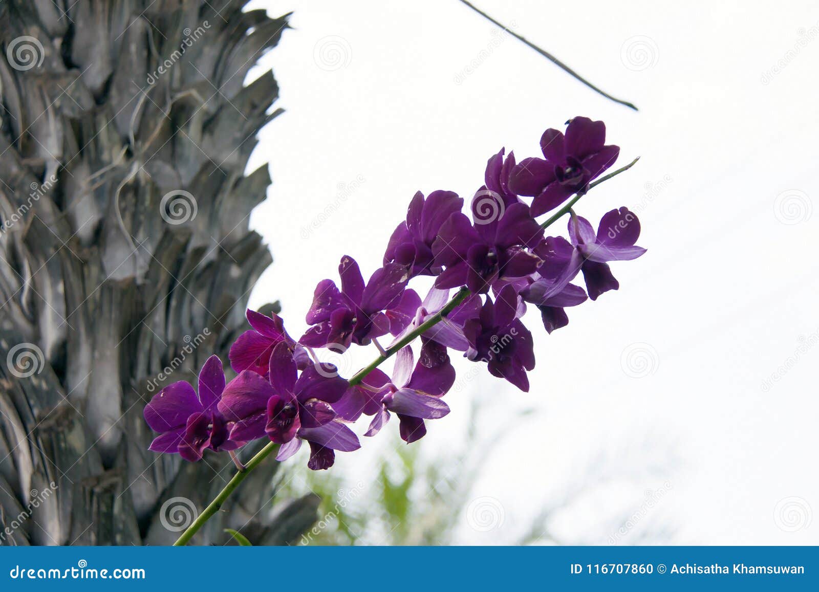 Flor Roxa Da Orquídea De Traça Na árvore O Phalaenopsis é Uma Das Orquídeas  As Mais Populares No Comércio Foto de Stock - Imagem de isolado, folhagem:  116707860