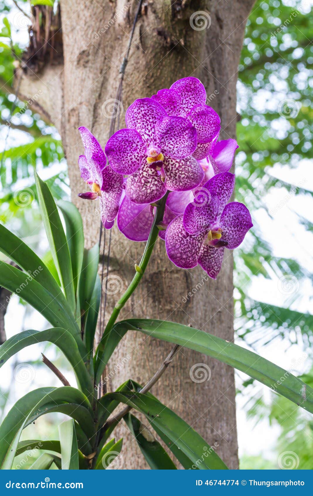 Flor Roxa Da Orquídea De Vanda Foto de Stock - Imagem de flor, azul:  46744774