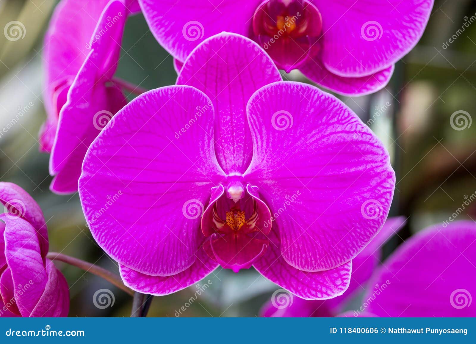 Flor Roxa Da Orquídea Do Phalaenopsis Foto de Stock - Imagem de planta,  flor: 118400606
