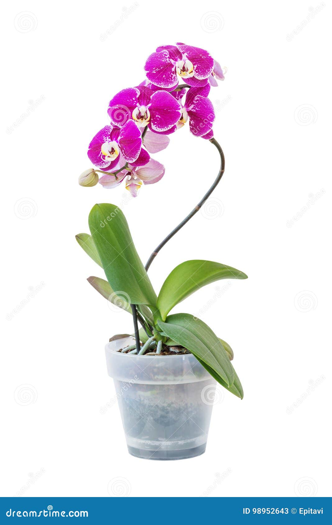 Flor Roxa Da Orquídea Do Phalaenopsis Imagem de Stock - Imagem de casa,  crescimento: 98952643
