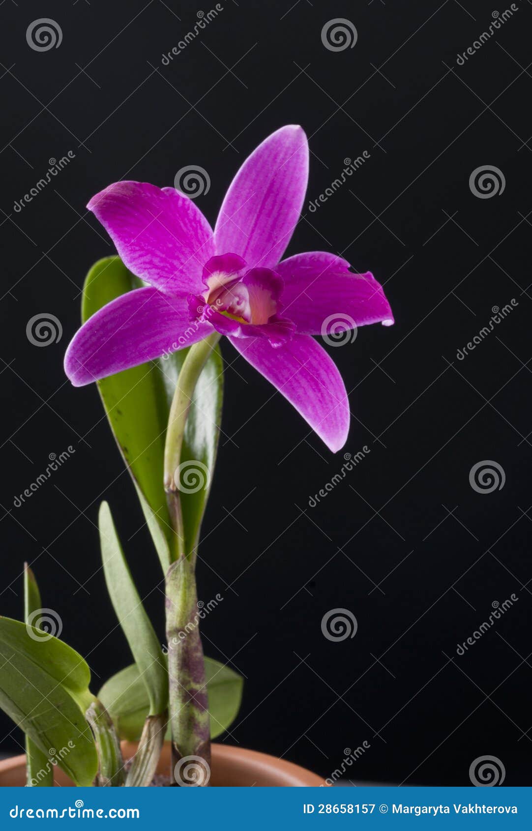 Flor Roxa Da Orquídea Em Um Potenciômetro Imagem de Stock - Imagem de  brilhante, bonito: 28658157