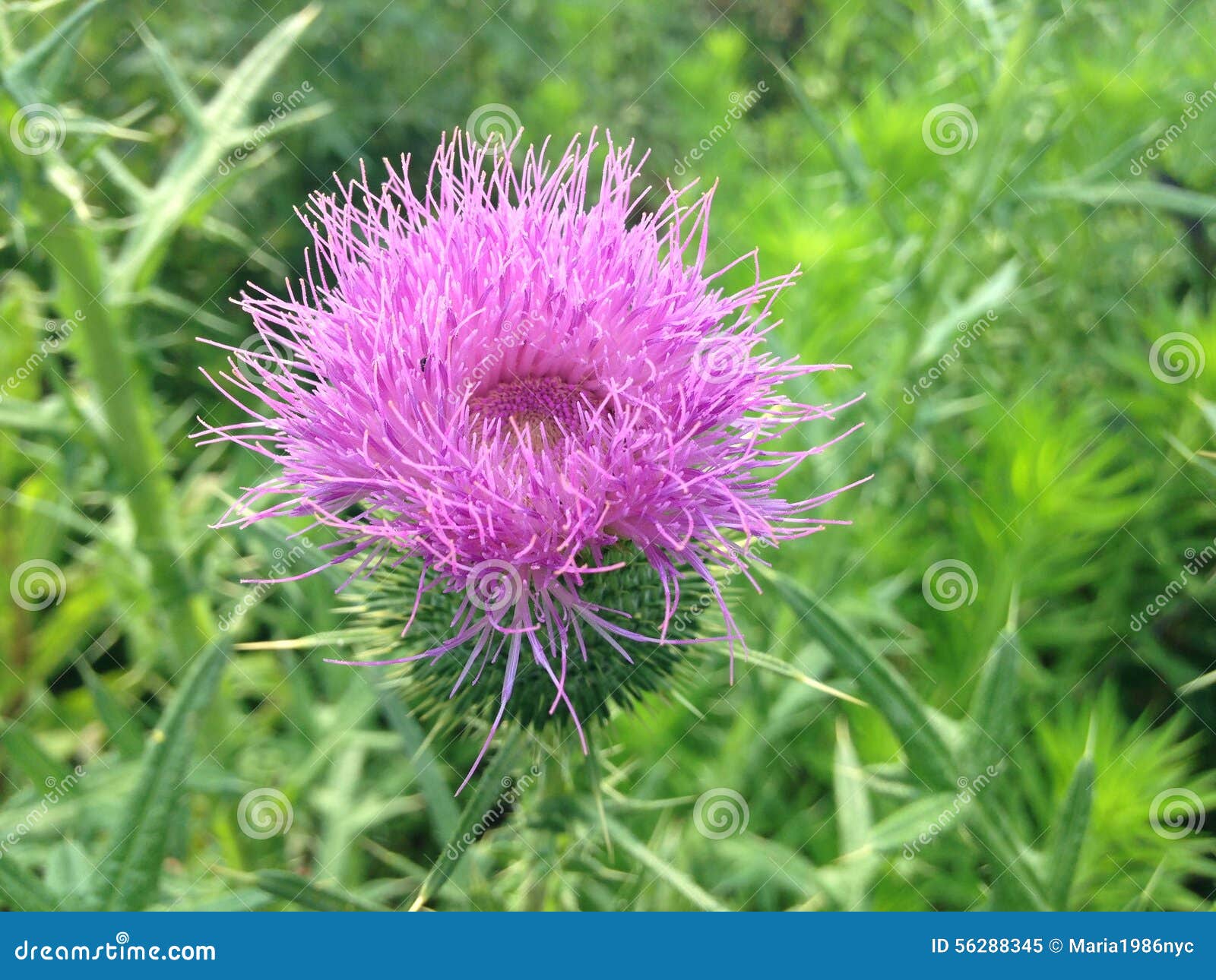 Flor Roxa Da Planta Do Cirsium Imagem de Stock - Imagem de espinhos,  violeta: 56288345