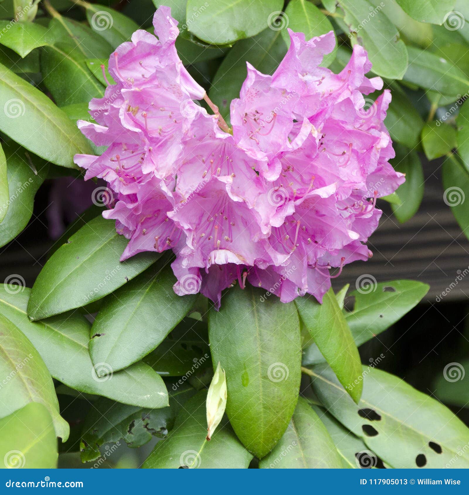 Flor Roxa De Azalea Rhododendron Da Montanha, Ridge Mountains Azul Imagem  de Stock - Imagem de fungos, grande: 117905013