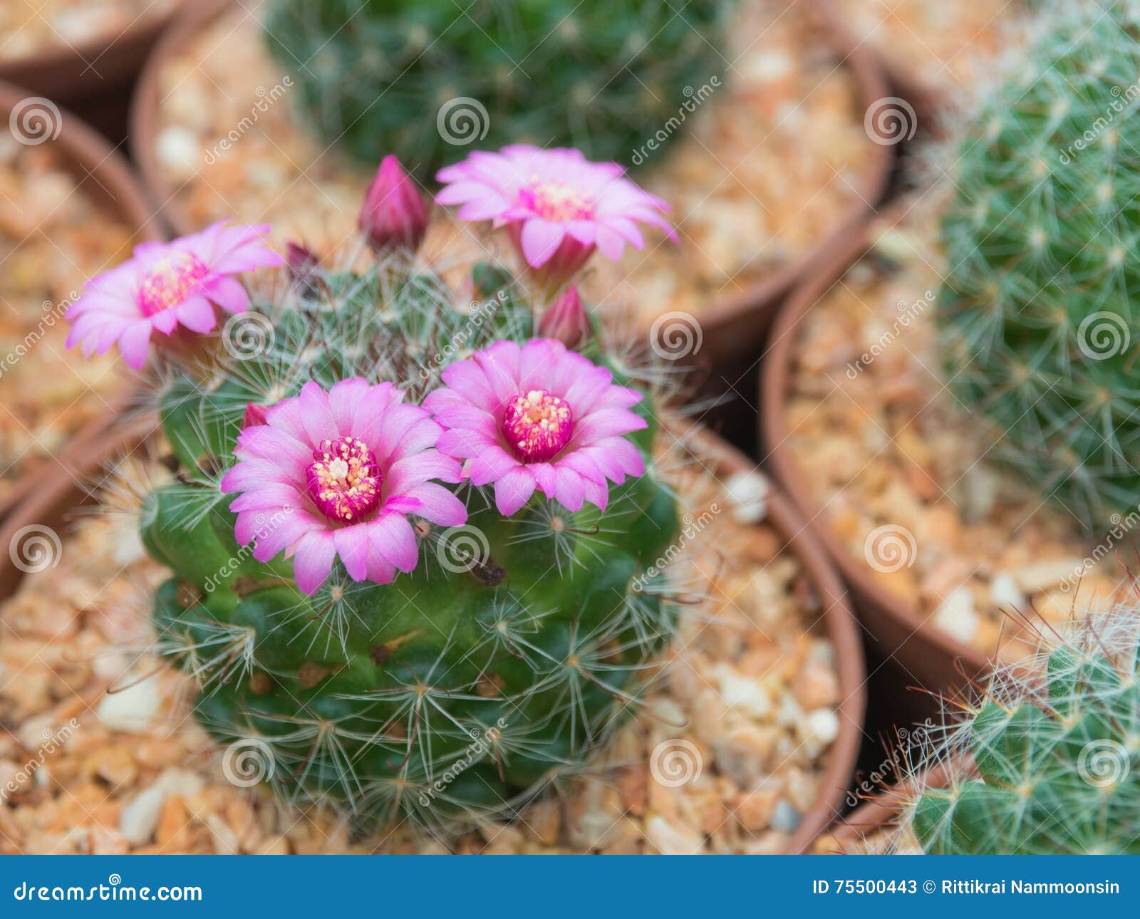 Flor Roxa De Florescência Bonita Do Cacto Imagem de Stock - Imagem de  decorativo, nave: 75500443