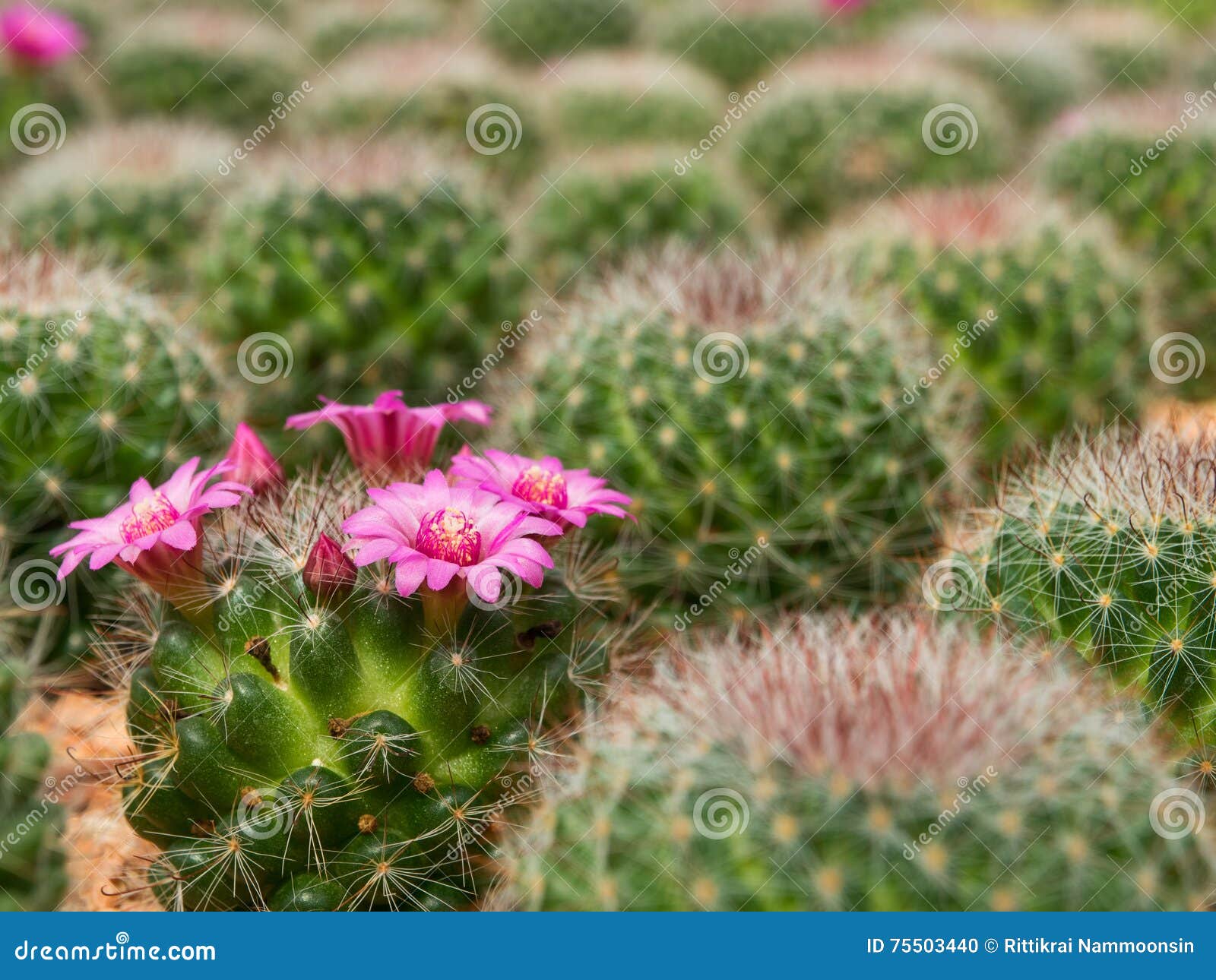 Flor Roxa De Florescência Bonita Do Cacto Foto de Stock - Imagem de flor,  cactos: 75503440