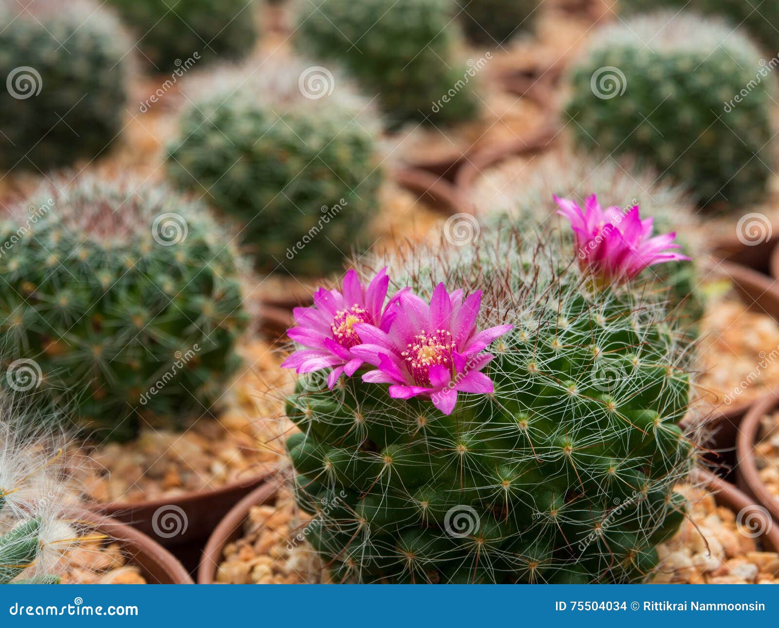 Flor Roxa De Florescência Bonita Do Cacto Foto de Stock - Imagem de  decorativo, flor: 75504034