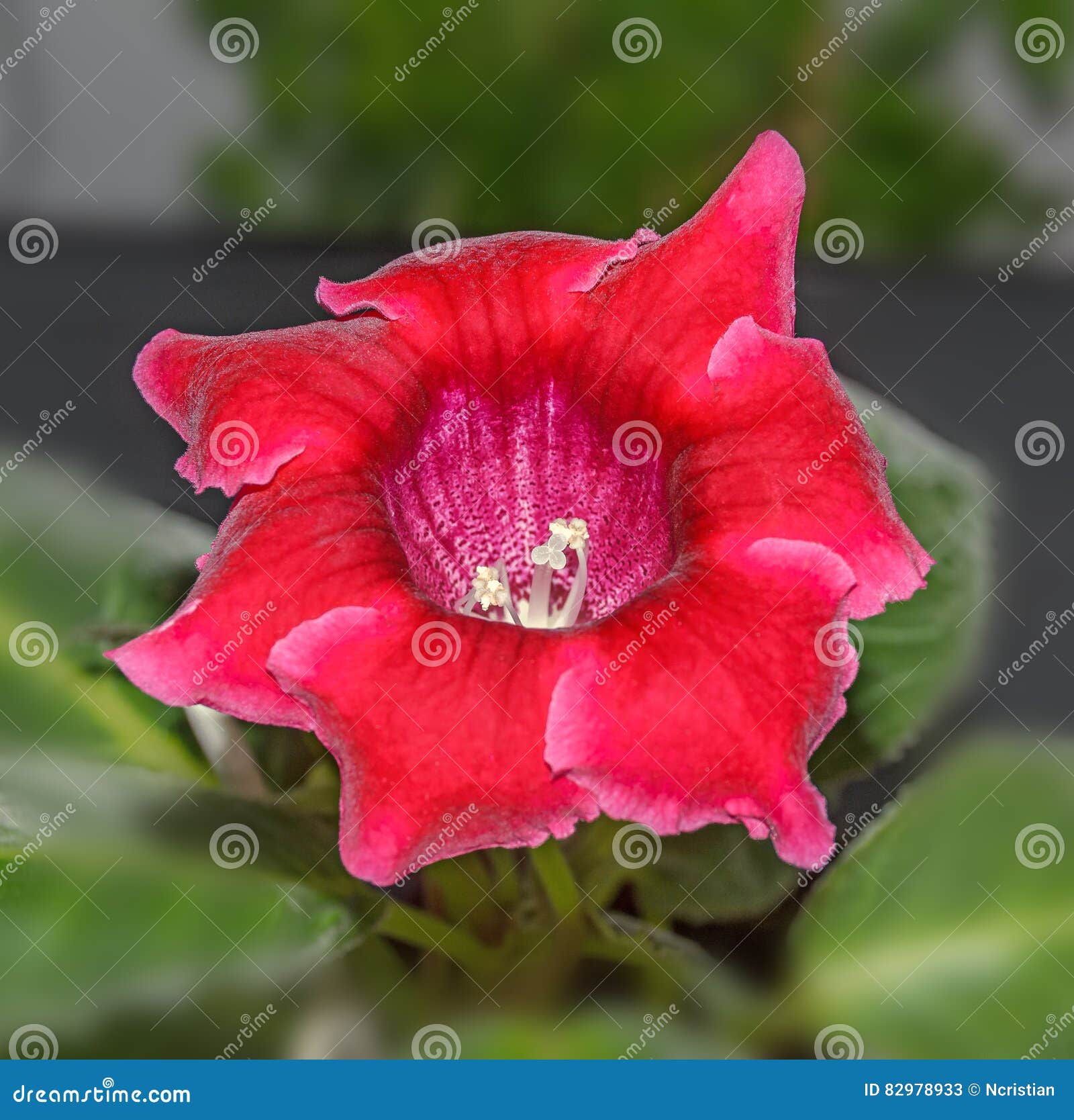 Flor Roxa Do Gloxinia, Gesneriaceae Da Família, Fim Acima Imagem de Stock -  Imagem de macro, aberto: 82978933