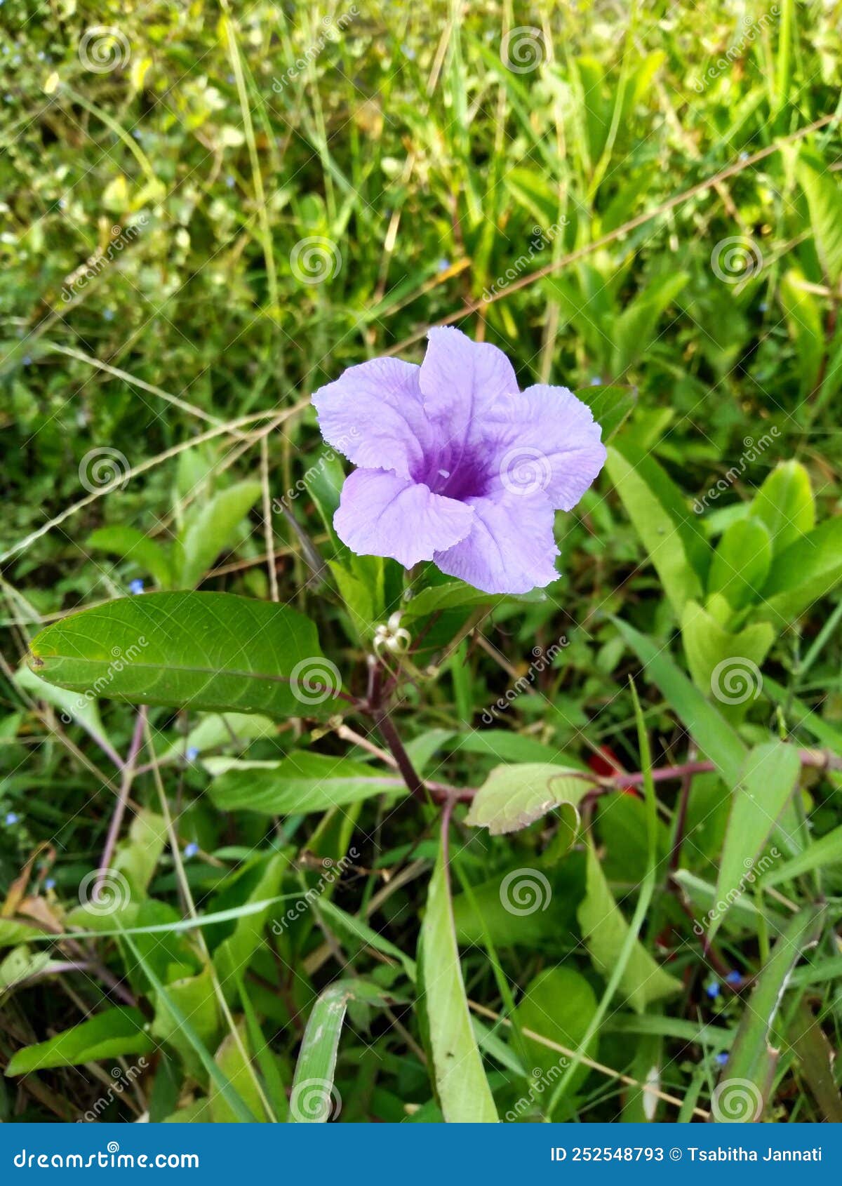 Flor Roxa-do-mato Da Ruellia Tuberosa Ou Pletekan Imagem de Stock