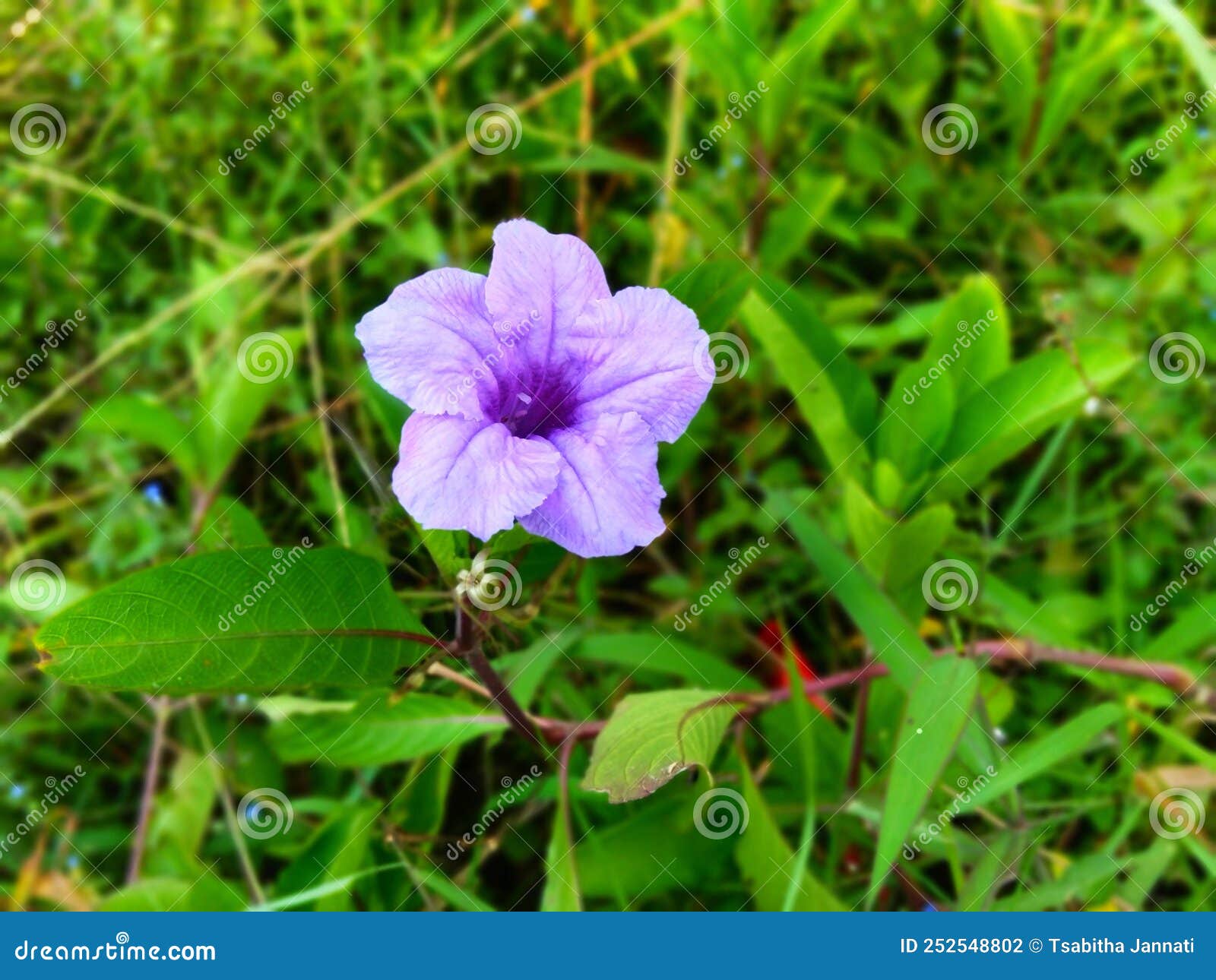 Flor Roxa-do-mato Da Ruellia Tuberosa Ou Pletekan Imagem de Stock