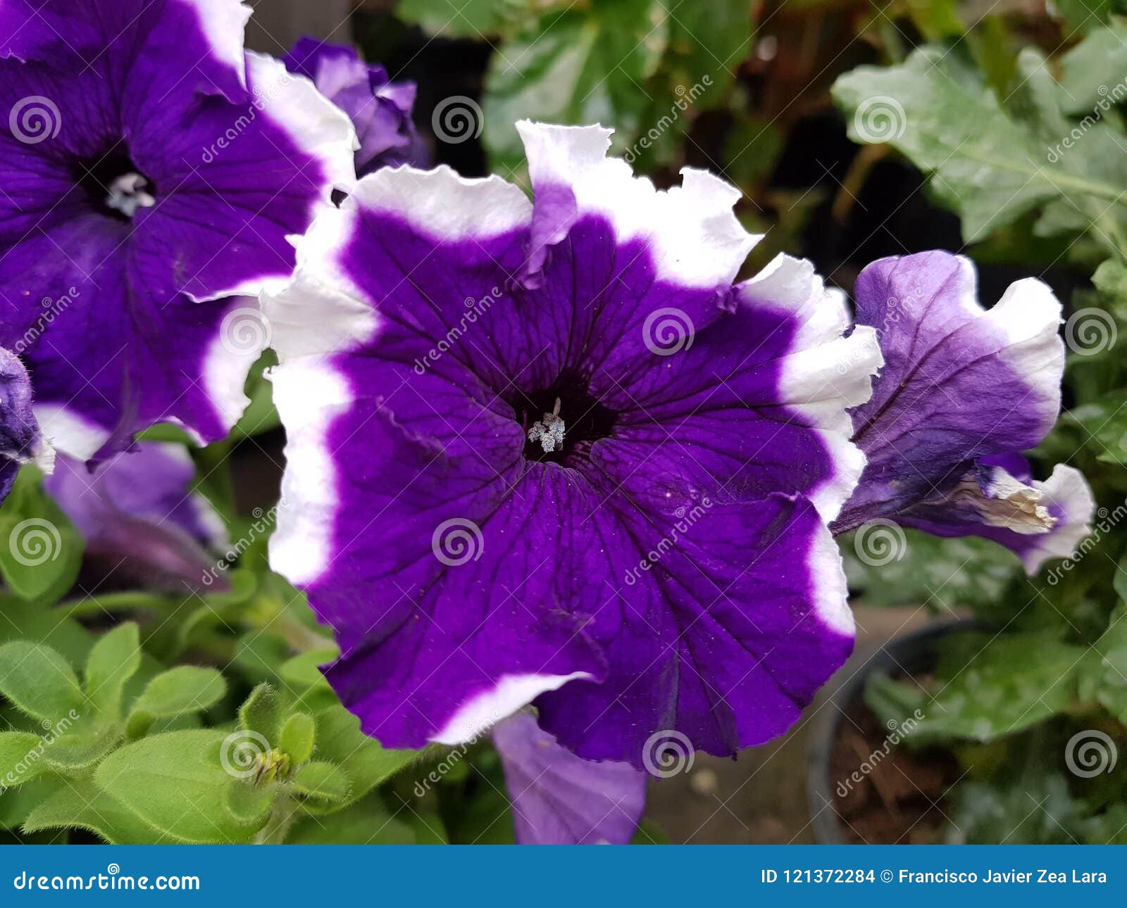 Flor Roxa Do Petúnia Com Borda Branca Em Um Jardim Foto de Stock - Imagem  de botânica, pétalas: 121372284