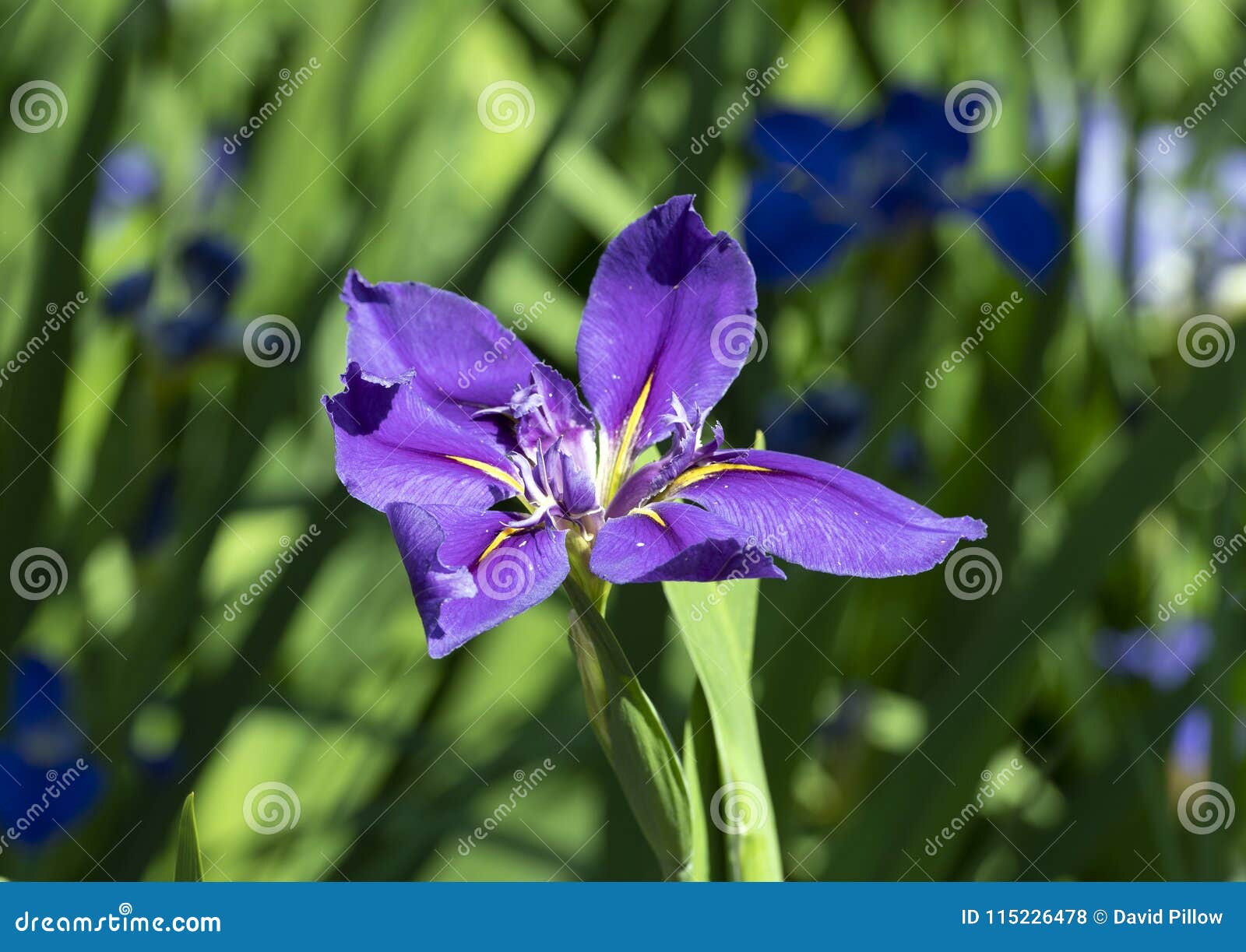 Flor Roxa E Amarela Da Orquídea, Dallas Arboretum Foto de Stock - Imagem de  amarelo, roxo: 115226478