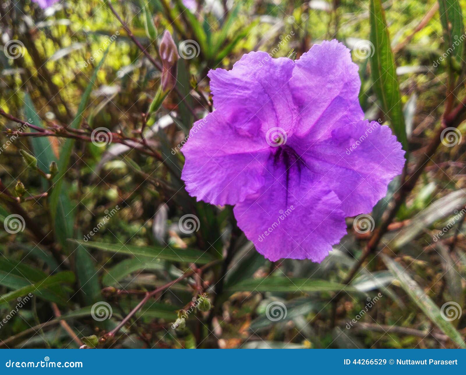 Flor roxa no jardim imagem de stock. Imagem de folha - 44266529