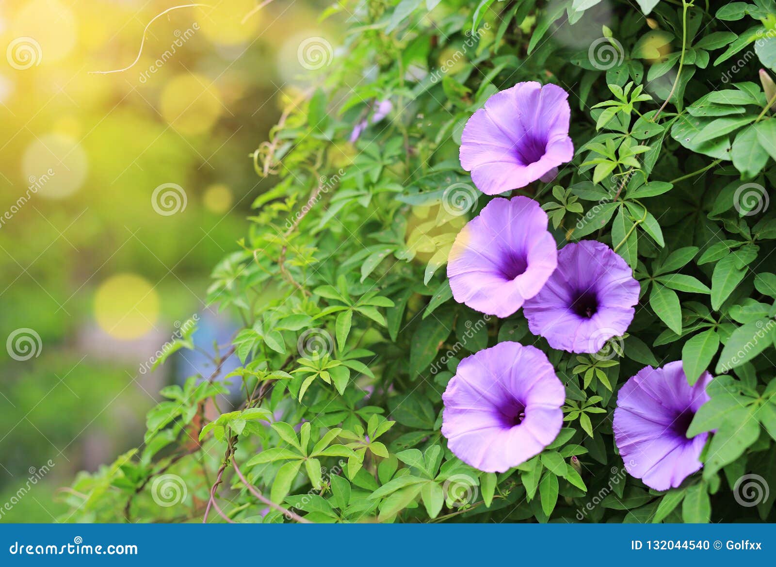 Flor Roxa Que Povos Tailandeses Chamados Planta Do Biscoito Conhecida Como  a Erva Daninha E a Erva Com Raios De Luz Solar E De Bo Foto de Stock -  Imagem de naughty,