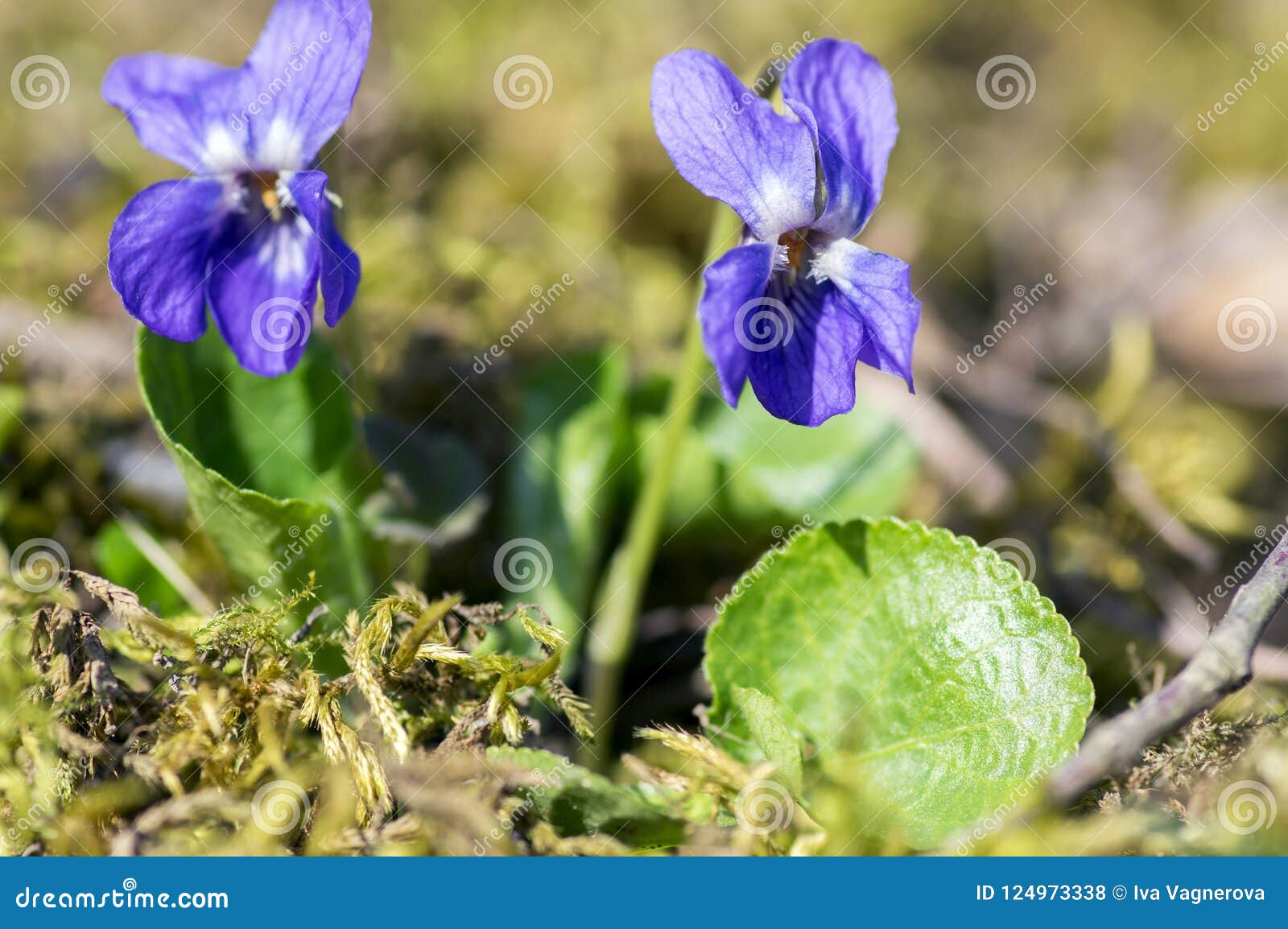 Flor Salvaje Del Odorata De La Viola Pequeña En La Floración, Planta Floreciente Púrpura Violeta Foto de archivo - Imagen de planta, madera: 124973338 Flor Salvaje Del Odorata De La Viola Pequeña En La Floración, Planta Floreciente Púrpura Violeta Foto de archivo - Imagen de planta, madera: 124973338