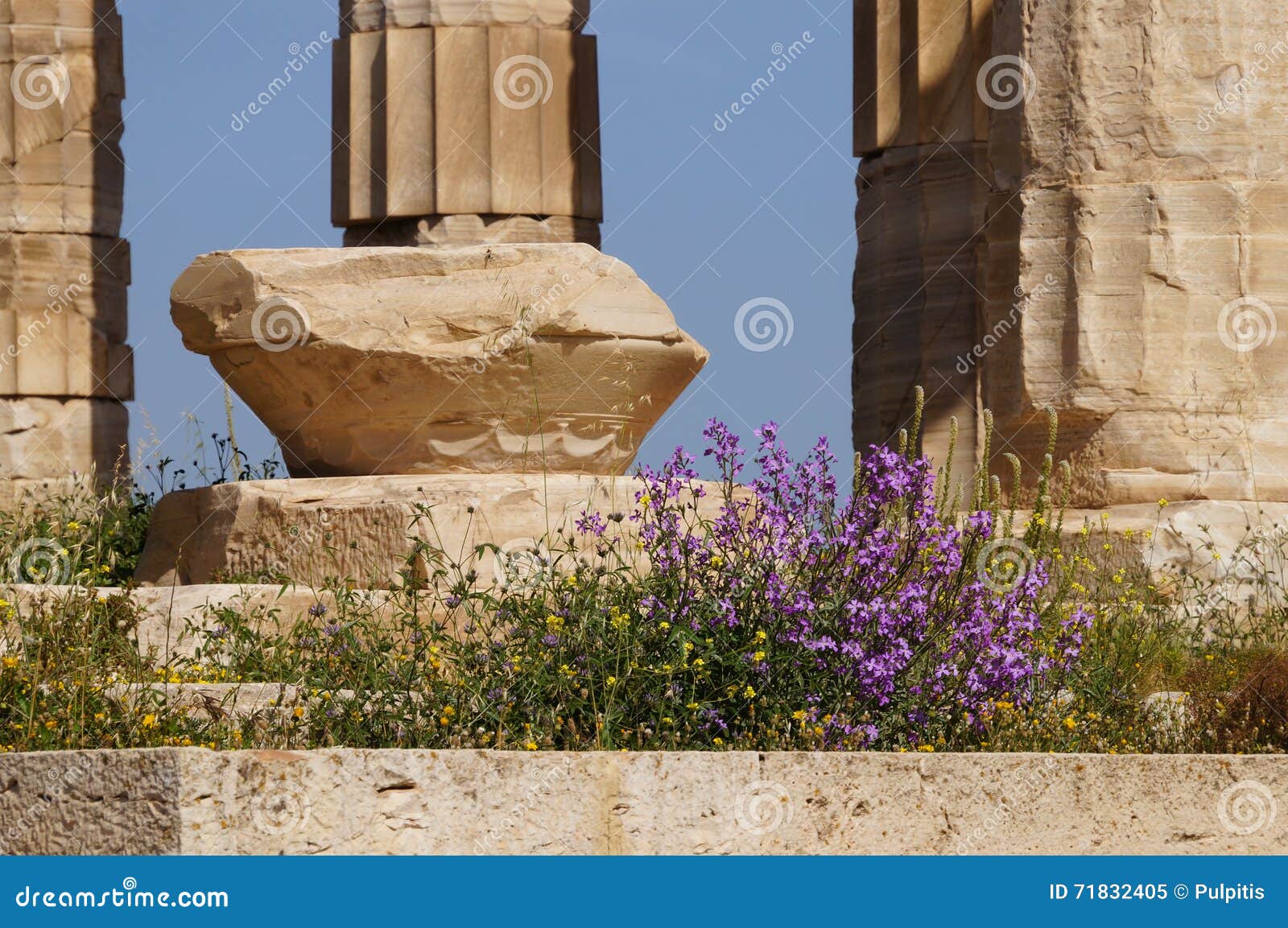 Flor Salvaje En Primavera En El Templo De Poseidon En El Cabo Sounion Imagen de archivo - Imagen de cabo, famoso: 71832405 Flor Salvaje En Primavera En El Templo De Poseidon En El Cabo Sounion Imagen de archivo - Imagen de cabo, famoso: 71832405