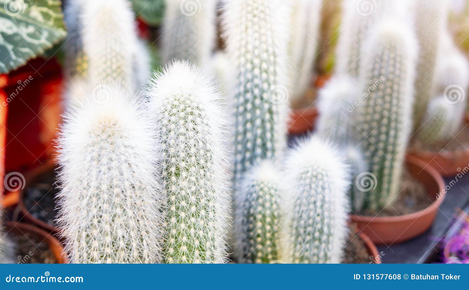Flor Salvaje Floreciente Hermosa Del Cactus Del Desierto Planta Verde Del  Cactus En Pote Plástico Cacto De Oro De La Bola Selecti Foto de archivo -  Imagen de casa, hada: 131577608