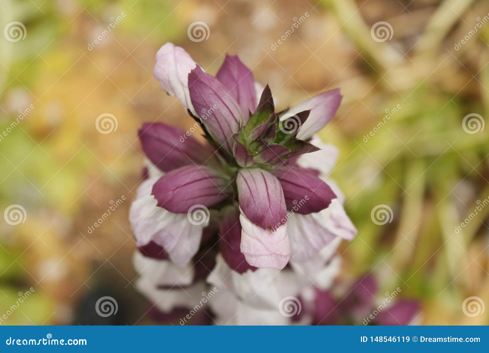 flor silvestre, bajo bosque