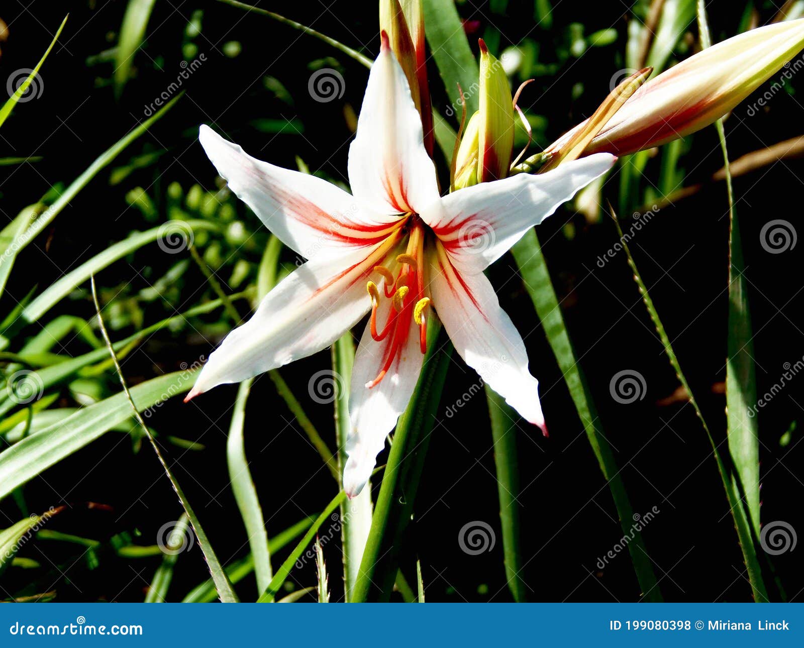 Flor Silvestre Blanca Y Roja En La Vegetación Foto de archivo - Imagen de  cubo, pétalo: 199080398