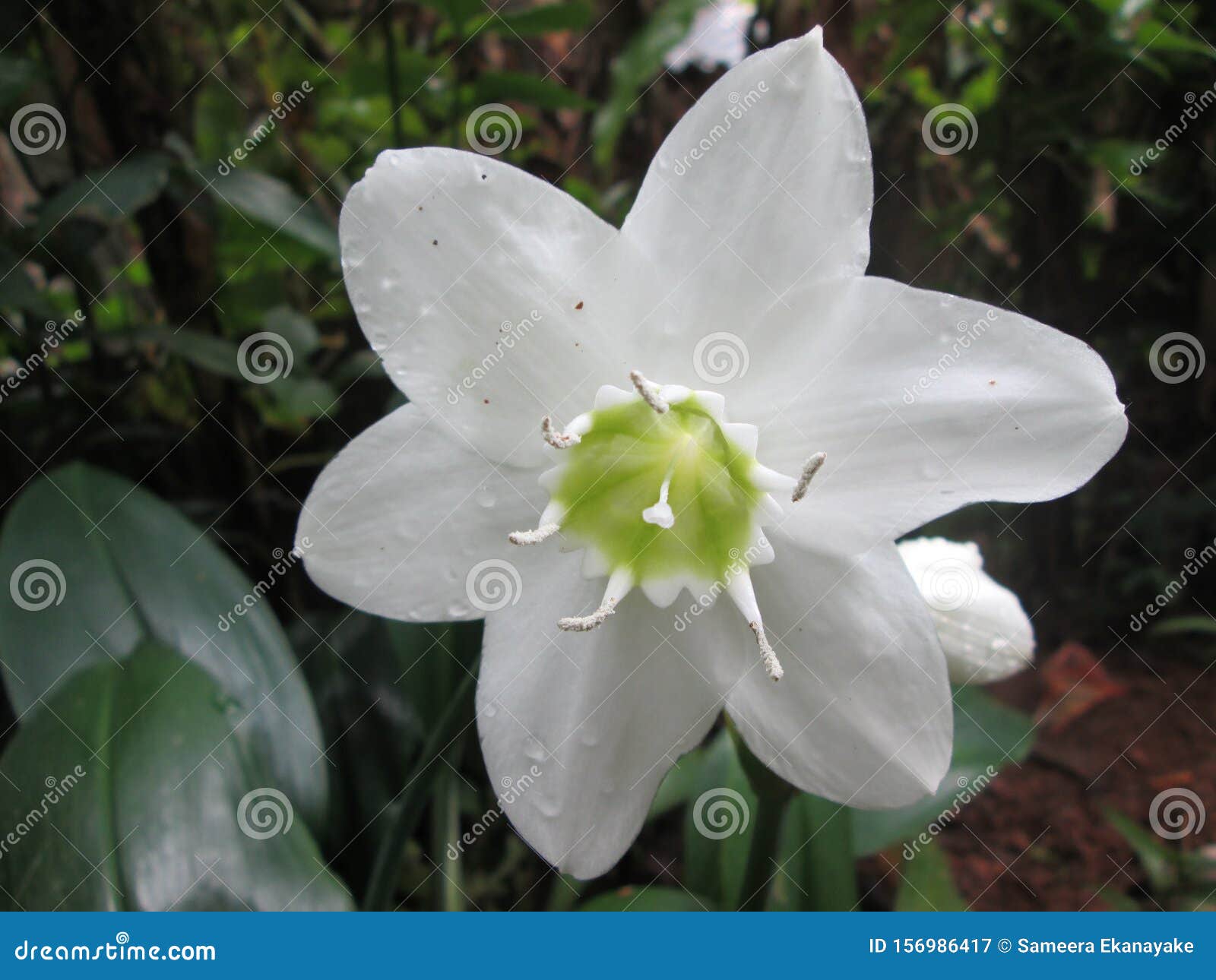 Flor Silvestre De Color Blanco En El JardÃn Imagen de archivo - Imagen de  brillante, pétalos: 156986417