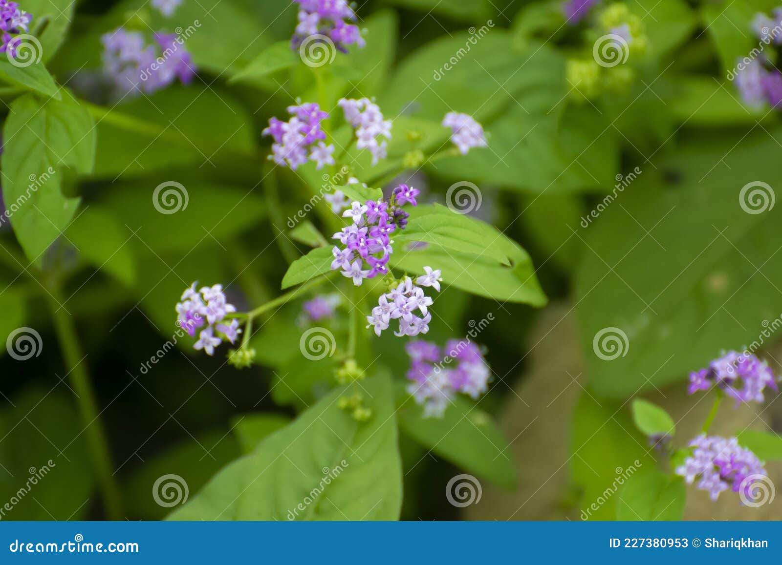 Flor Silvestre India Con Flor Violeta Púrpura Imagen de archivo - Imagen de salvaje, india: 227380953 Flor Silvestre India Con Flor Violeta Púrpura Imagen de archivo - Imagen de salvaje, india: 227380953