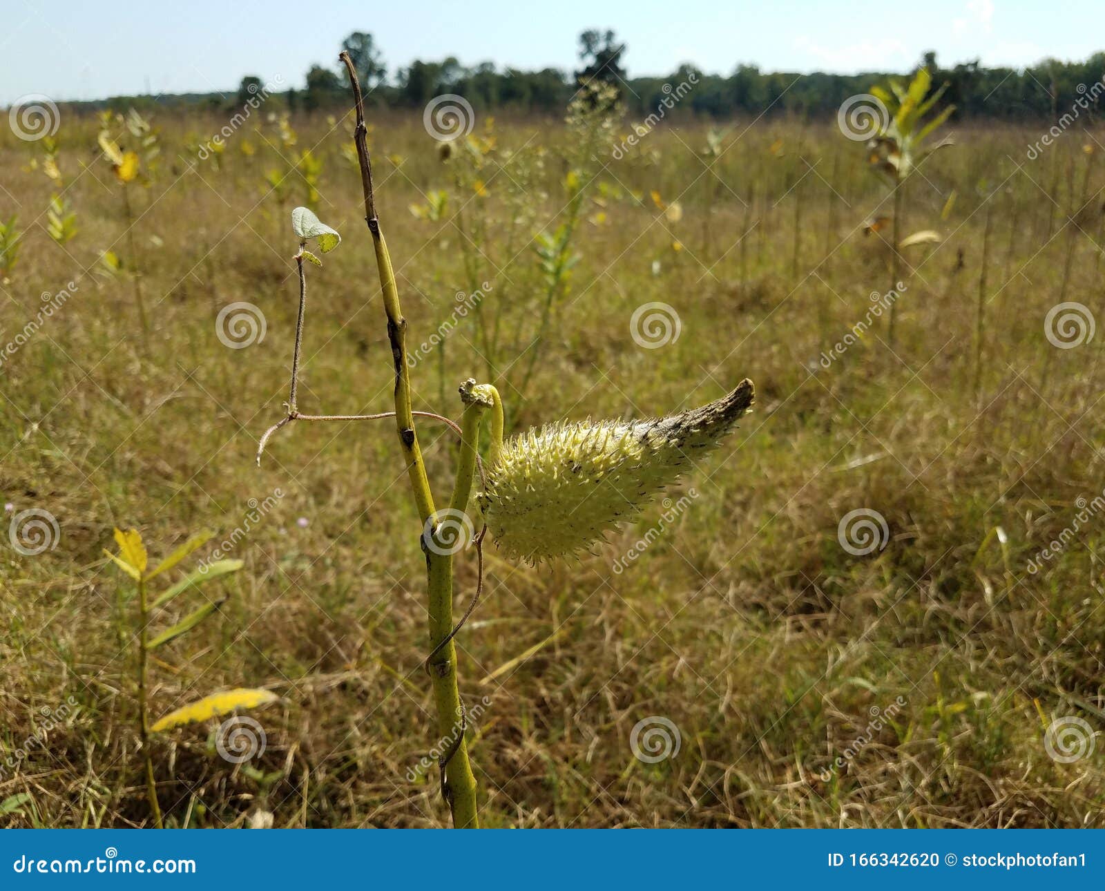 Manual de identificação de plantas infestantes by Florsilvestre